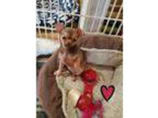Chihuahua Puppy for sale in Davison, MI, USA