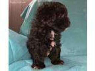 Shih-Poo Puppy for sale in West Columbia, SC, USA