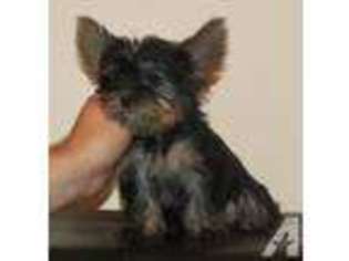 Yorkshire Terrier Puppy for sale in HEBRON, KY, USA