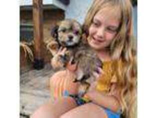 Maltese Puppy for sale in Scottsdale, AZ, USA