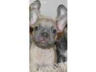 French Bulldog Puppy for sale in Middletown, CA, USA