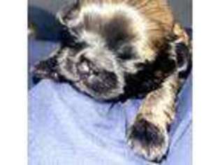 Mutt Puppy for sale in Hampton, GA, USA