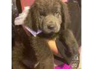 Newfoundland Puppy for sale in Rochester, NY, USA