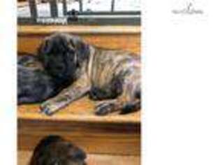 Mastiff Puppy for sale in Syracuse, NY, USA