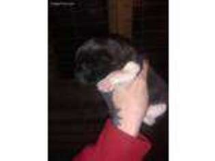 Akita Puppy for sale in Mound City, MO, USA