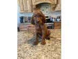 Irish Setter Puppy for sale in Honeyville, UT, USA
