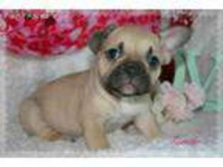 French Bulldog Puppy for sale in Richland, IA, USA
