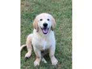 Golden Retriever Puppy for sale in Gilbert, AZ, USA