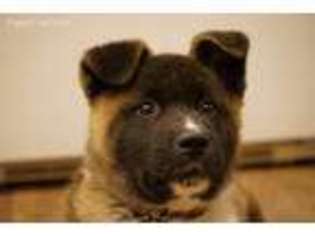 Akita Puppy for sale in Payson, UT, USA