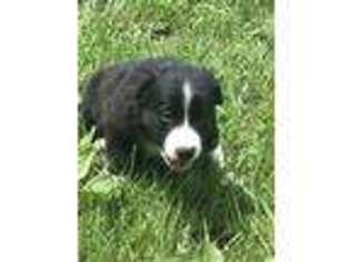 Border Collie Puppy for sale in Breezewood, PA, USA