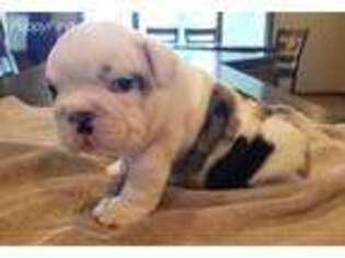 Bulldog Puppy for sale in Kingsley, IA, USA