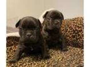 French Bulldog Puppy for sale in Huffman, TX, USA