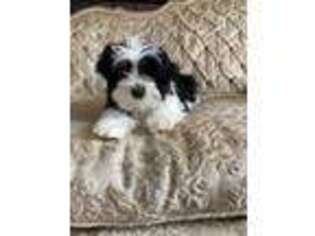 Mutt Puppy for sale in Albany, NY, USA