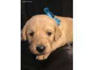 Labradoodle Puppy for sale in Bangs, TX, USA