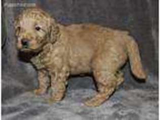 Goldendoodle Puppy for sale in Orange, TX, USA