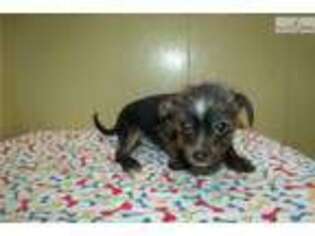 Chorkie Puppy for sale in Unknown, , USA