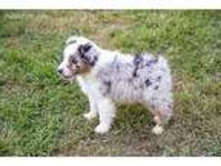 Australian Shepherd Puppy for sale in Jefferson City, TN, USA