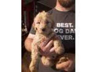Goldendoodle Puppy for sale in Starr, SC, USA