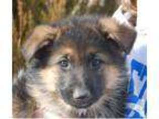 German Shepherd Dog Puppy for sale in SHERWOOD, OR, USA