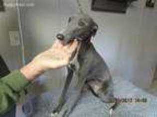 Whippet Puppy for sale in Tacoma, WA, USA