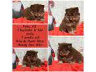 Mutt Puppy for sale in Claremore, OK, USA