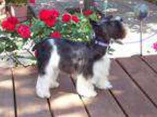 Mutt Puppy for sale in Taylor, AZ, USA