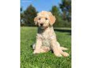 Goldendoodle Puppy for sale in Pasco, WA, USA