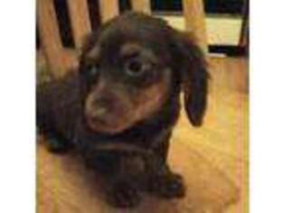 Dachshund Puppy for sale in Castle Rock, CO, USA