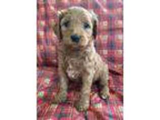 Goldendoodle Puppy for sale in Kalamazoo, MI, USA