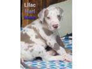 Great Dane Puppy for sale in Dalton, GA, USA