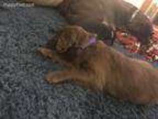 Labradoodle Puppy for sale in Bridgewater, VA, USA
