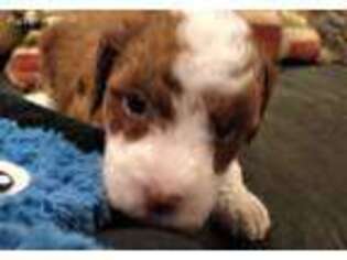 Mutt Puppy for sale in Miamisburg, OH, USA