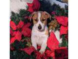 Jack Russell Terrier Puppy for sale in Topsfield, MA, USA