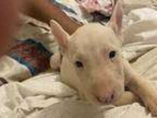 Bull Terrier Puppy for sale in Gladewater, TX, USA