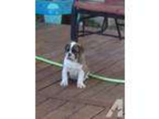 Olde English Bulldogge Puppy for sale in FAIRBORN, OH, USA