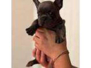 French Bulldog Puppy for sale in Merced, CA, USA