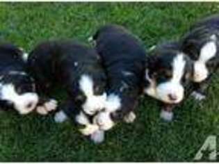 Bernese Mountain Dog Puppy for sale in IDAHO FALLS, ID, USA