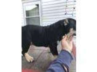 Bulldog Puppy for sale in Scranton, PA, USA