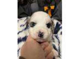 Miniature Australian Shepherd Puppy for sale in Whitwell, TN, USA