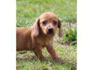 Dachshund Puppy for sale in Farmington, MO, USA