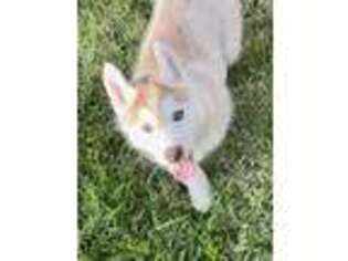 Siberian Husky Puppy for sale in Fair Oaks, CA, USA