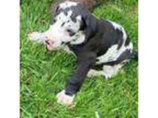 Great Dane Puppy for sale in Winesburg, OH, USA