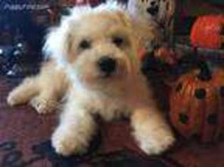Bichon Frise Puppy for sale in Princeton, NC, USA