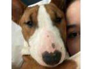 Bull Terrier Puppy for sale in Fort Myers, FL, USA