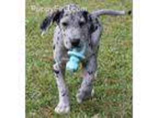 Great Dane Puppy for sale in Covina, CA, USA
