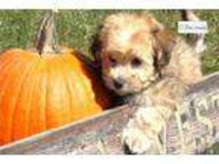 Havanese Puppy for sale in Cedar Rapids, IA, USA