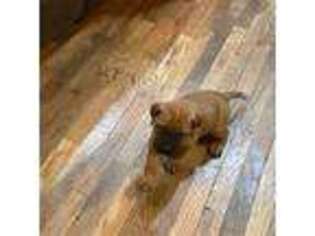 Bullmastiff Puppy for sale in Yates Center, KS, USA