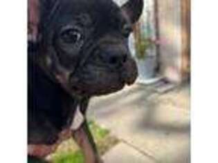 French Bulldog Puppy for sale in Torrance, CA, USA
