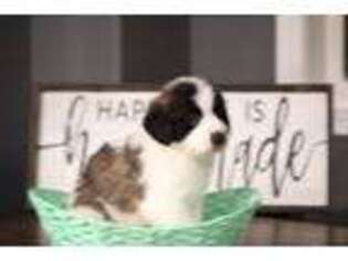 Mutt Puppy for sale in Salcha, AK, USA