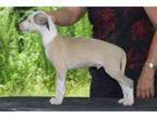 Whippet Puppy for sale in Donalds, SC, USA